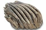 Woolly Mammoth (Mammuthus) Partial Molar - Germany #244476-2